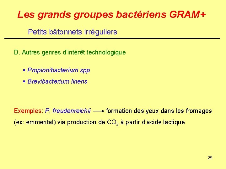 Les grands groupes bactériens GRAM+ Petits bâtonnets irréguliers D. Autres genres d’intérêt technologique §