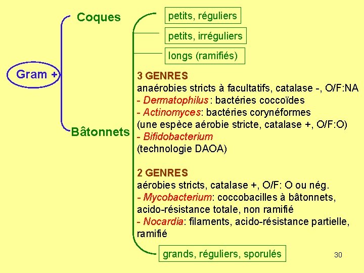 Coques petits, réguliers petits, irréguliers longs (ramifiés) Gram + Bâtonnets 3 GENRES anaérobies stricts