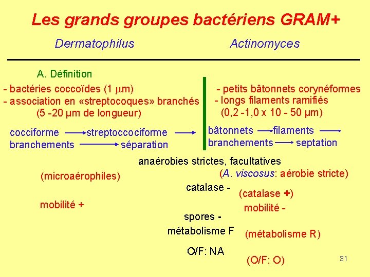 Les grands groupes bactériens GRAM+ Dermatophilus Actinomyces A. Définition - bactéries coccoïdes (1 mm)