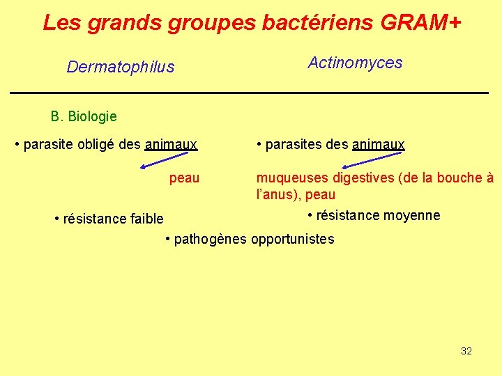 Les grands groupes bactériens GRAM+ Dermatophilus Actinomyces B. Biologie • parasite obligé des animaux