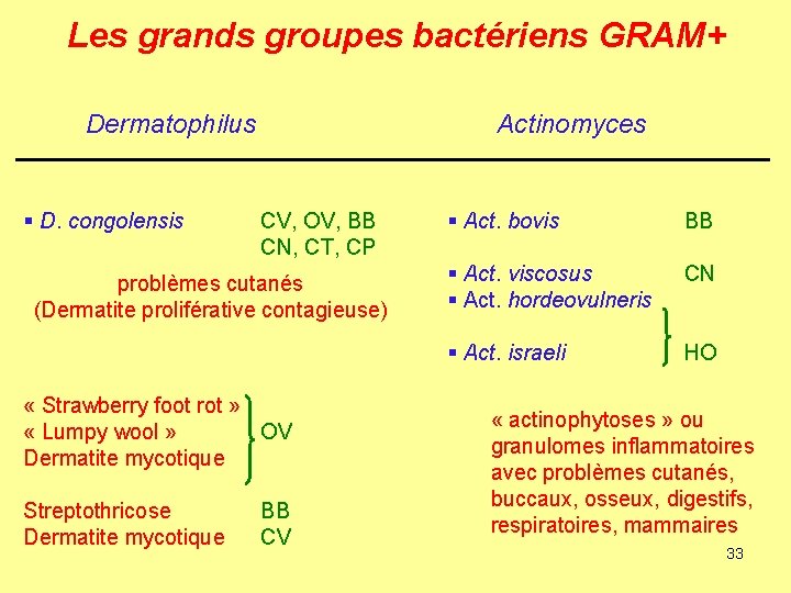 Les grands groupes bactériens GRAM+ Dermatophilus § D. congolensis Actinomyces CV, OV, BB CN,