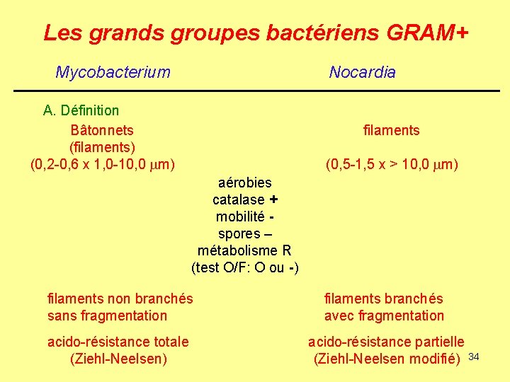 Les grands groupes bactériens GRAM+ Mycobacterium Nocardia A. Définition Bâtonnets (filaments) (0, 2 -0,