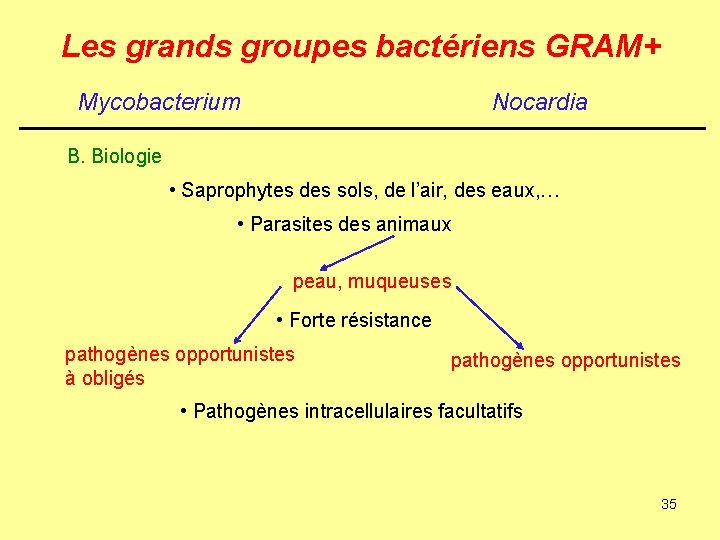 Les grands groupes bactériens GRAM+ Mycobacterium Nocardia B. Biologie • Saprophytes des sols, de