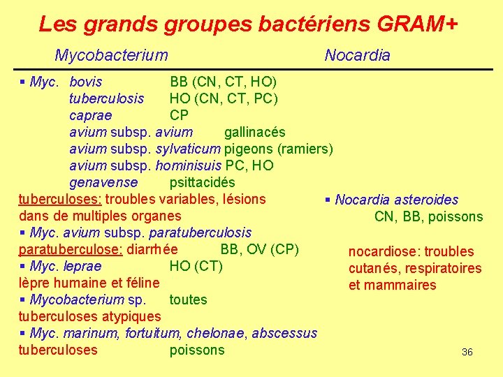 Les grands groupes bactériens GRAM+ Mycobacterium Nocardia § Myc. bovis BB (CN, CT, HO)