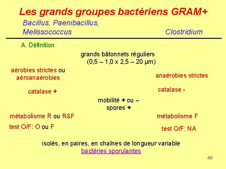 Les grands groupes bactériens GRAM+ Bacillus, Paenibacillus, Melissococcus Clostridium A. Définition grands bâtonnets réguliers