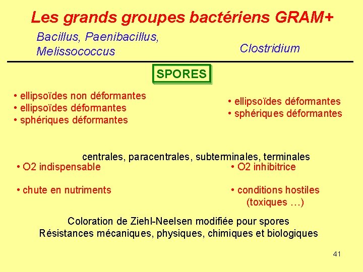 Les grands groupes bactériens GRAM+ Bacillus, Paenibacillus, Melissococcus Clostridium SPORES • ellipsoïdes non déformantes