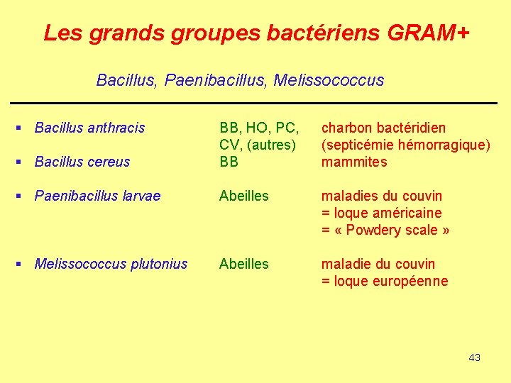 Les grands groupes bactériens GRAM+ Bacillus, Paenibacillus, Melissococcus § Bacillus anthracis § Bacillus cereus