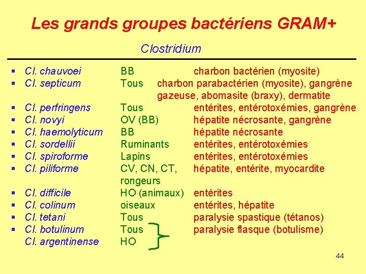 Les grands groupes bactériens GRAM+ Clostridium § Cl. chauvoei § Cl. septicum § §