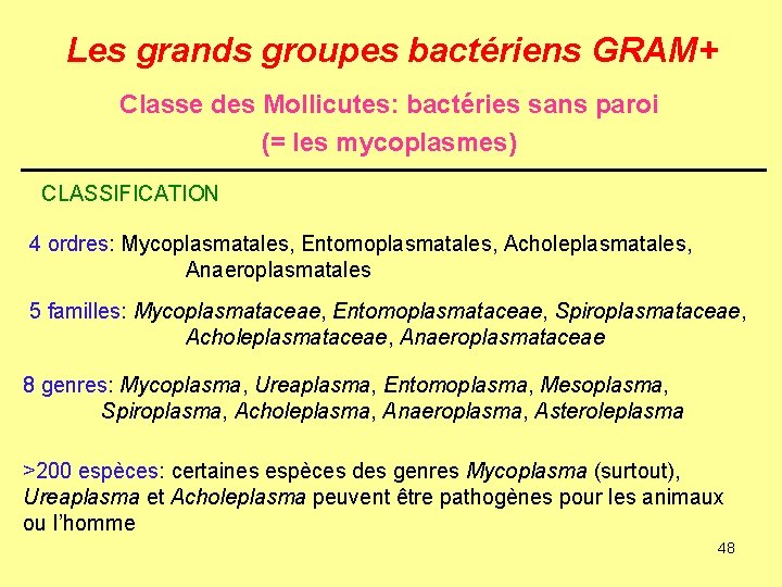 Les grands groupes bactériens GRAM+ Classe des Mollicutes: bactéries sans paroi (= les mycoplasmes)