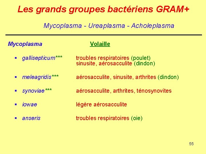 Les grands groupes bactériens GRAM+ Mycoplasma - Ureaplasma - Acholeplasma Mycoplasma Volaille § gallisepticum***