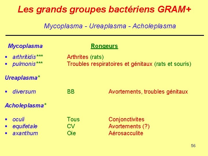 Les grands groupes bactériens GRAM+ Mycoplasma - Ureaplasma - Acholeplasma Mycoplasma § arthritidis*** §
