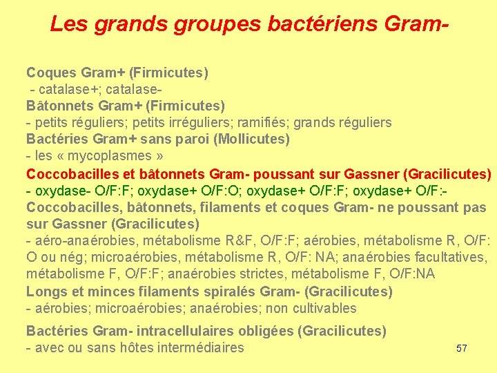 Les grands groupes bactériens Gram. Coques Gram+ (Firmicutes) - catalase+; catalase. Bâtonnets Gram+ (Firmicutes)
