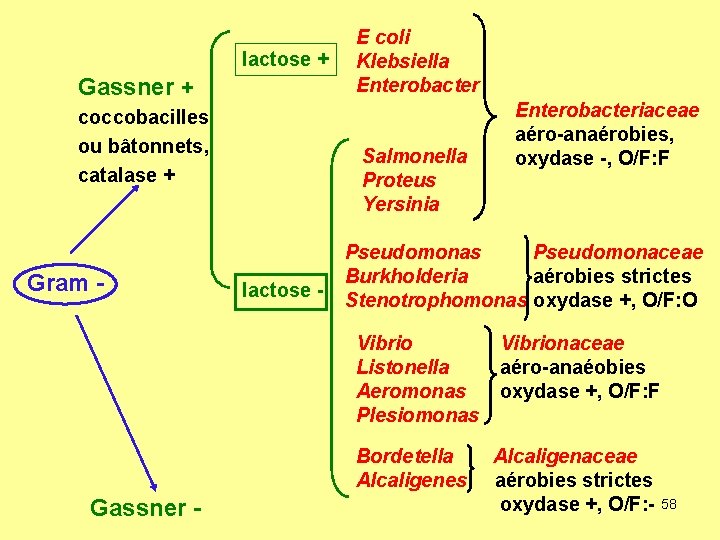 lactose + Gassner + coccobacilles ou bâtonnets, catalase + Gram - E coli Klebsiella