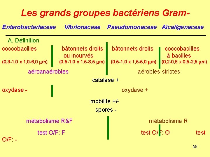 Les grands groupes bactériens Gram. Enterobacteriaceae Vibrionaceae Pseudomonaceae Alcaligenaceae A. Définition coccobacilles bâtonnets droits