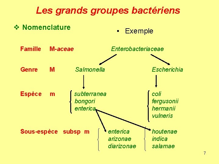 Les grands groupes bactériens v Nomenclature • Exemple Famille M-aceae Enterobacteriaceae Genre M Salmonella