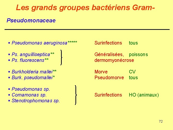 Les grands groupes bactériens Gram. Pseudomonaceae § Pseudomonas aeruginosa***** Surinfections § Ps. anguilliseptica** §