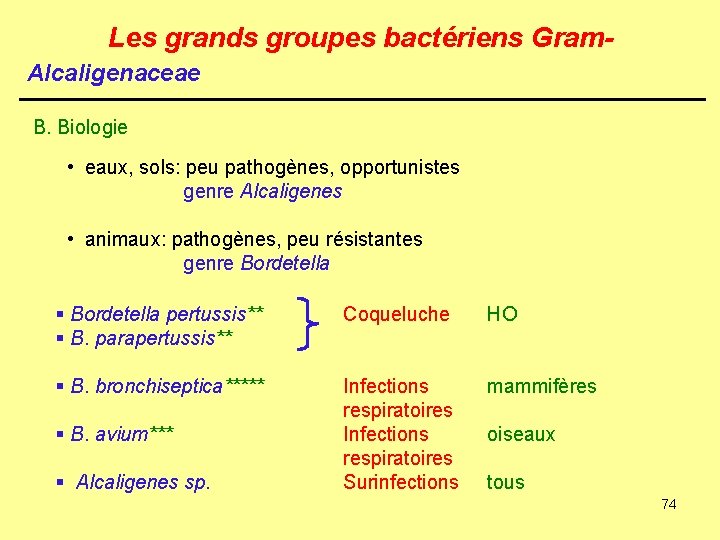 Les grands groupes bactériens Gram. Alcaligenaceae B. Biologie • eaux, sols: peu pathogènes, opportunistes