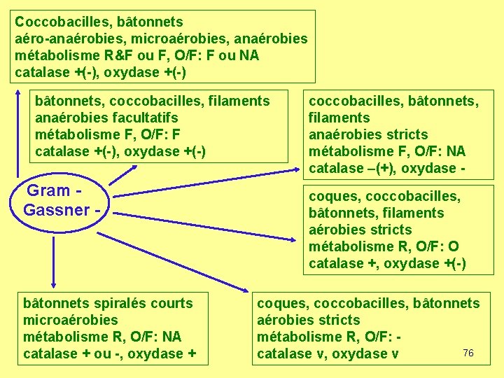 Coccobacilles, bâtonnets aéro-anaérobies, microaérobies, anaérobies métabolisme R&F ou F, O/F: F ou NA catalase