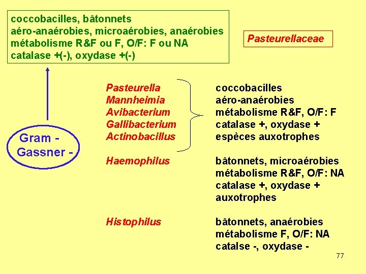 coccobacilles, bâtonnets aéro-anaérobies, microaérobies, anaérobies Pasteurellaceae métabolisme R&F ou F, O/F: F ou NA