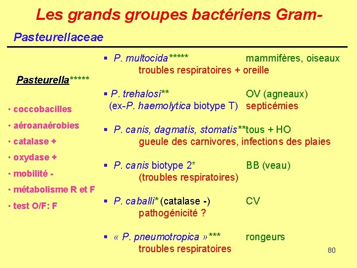 Les grands groupes bactériens Gram. Pasteurellaceae Pasteurella***** • coccobacilles • aéroanaérobies • catalase +