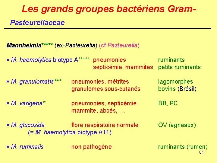 Les grands groupes bactériens Gram. Pasteurellaceae Mannheimia***** (ex-Pasteurella) (cf Pasteurella) § M. haemolytica biotype