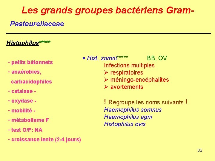 Les grands groupes bactériens Gram. Pasteurellaceae Histophilus***** • petits bâtonnets • anaérobies, carbacidophiles •