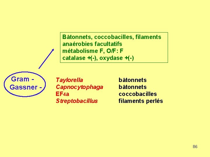 Bâtonnets, coccobacilles, filaments anaérobies facultatifs métabolisme F, O/F: F catalase +(-), oxydase +(-) Gram