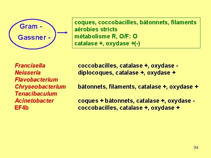 Gram Gassner - Francisella Neisseria Flavobacterium Chryseobacterium Tenacibaculum Acinetobacter EF 4 b coques, coccobacilles,