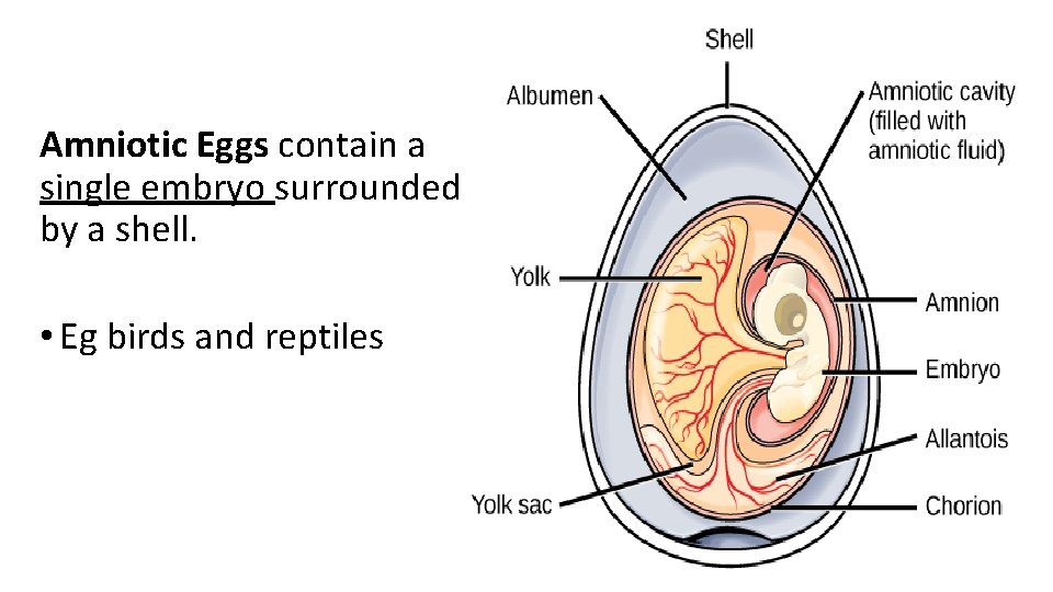 Amniotic Eggs contain a single embryo surrounded by a shell. • Eg birds and