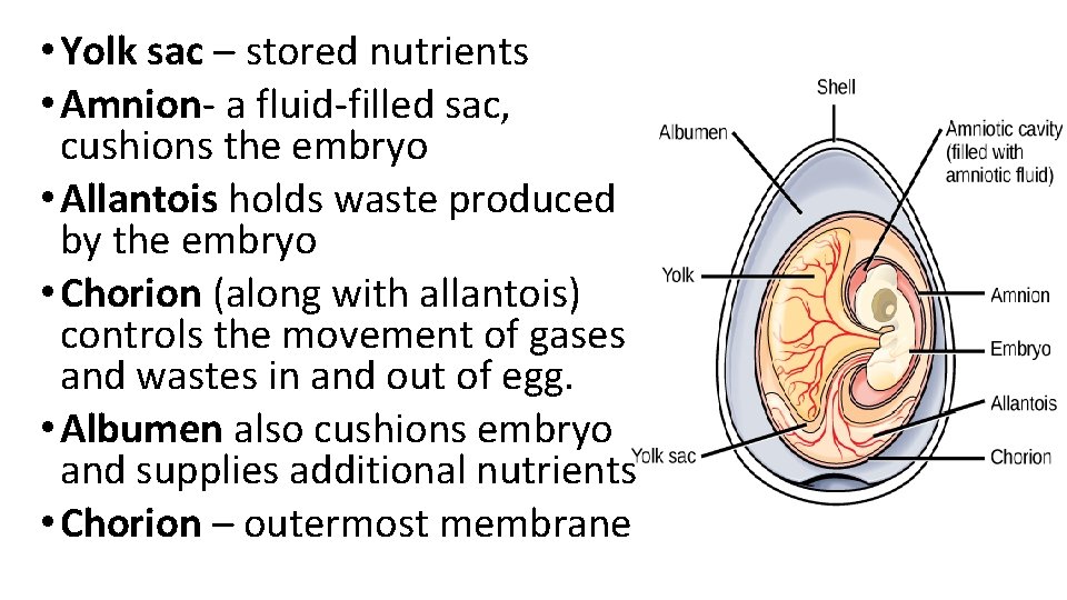  • Yolk sac – stored nutrients • Amnion- a fluid-filled sac, cushions the