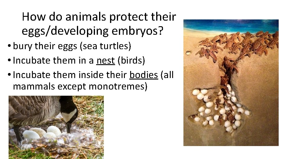 How do animals protect their eggs/developing embryos? • bury their eggs (sea turtles) •