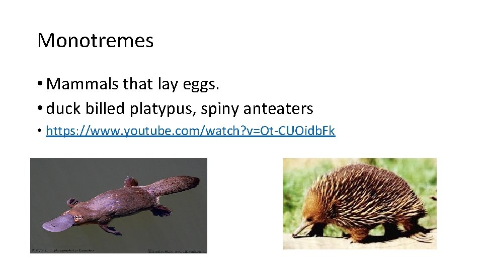 Monotremes • Mammals that lay eggs. • duck billed platypus, spiny anteaters • https: