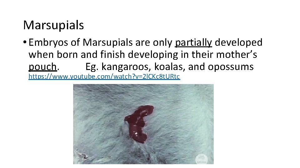 Marsupials • Embryos of Marsupials are only partially developed when born and finish developing