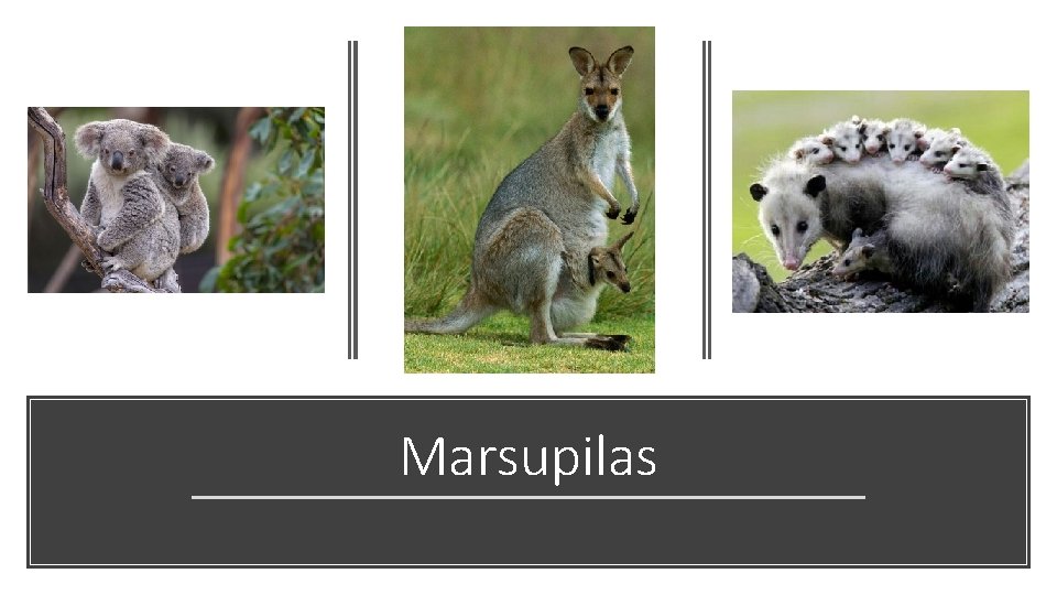 Marsupilas 