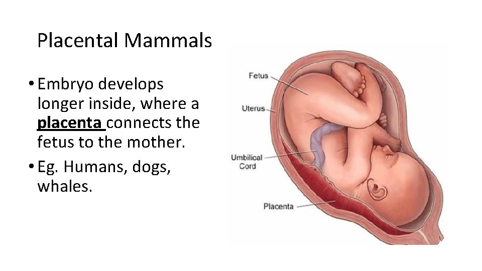 Placental Mammals • Embryo develops longer inside, where a placenta connects the fetus to