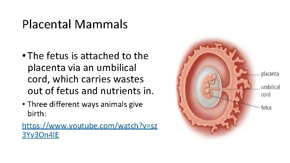 Placental Mammals • The fetus is attached to the placenta via an umbilical cord,