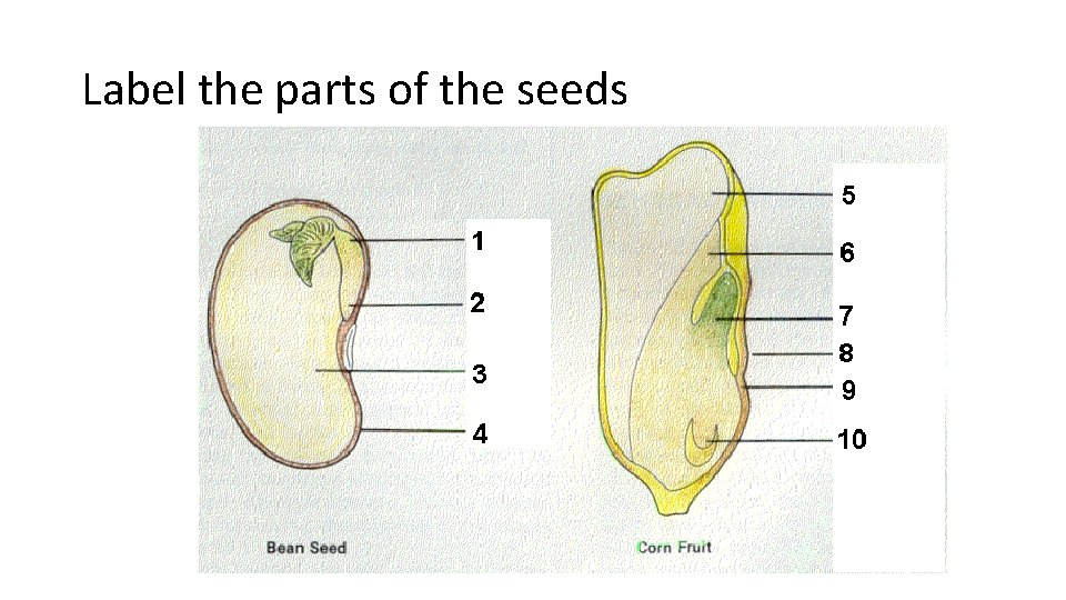 Label the parts of the seeds 