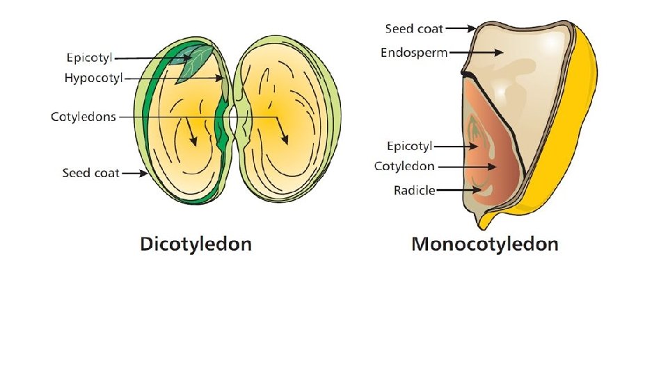 Monocotyledons Eg. corn 