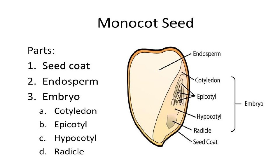 Monocotyledons 