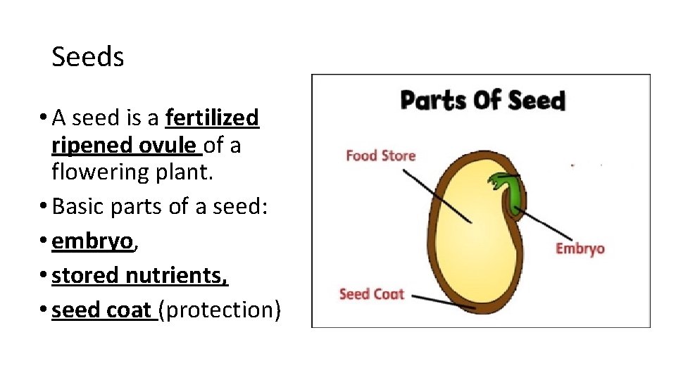 Seeds • A seed is a fertilized ripened ovule of a flowering plant. •