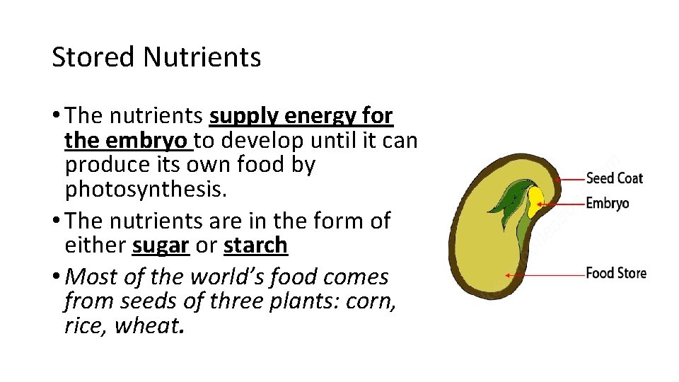 Stored Nutrients • The nutrients supply energy for the embryo to develop until it