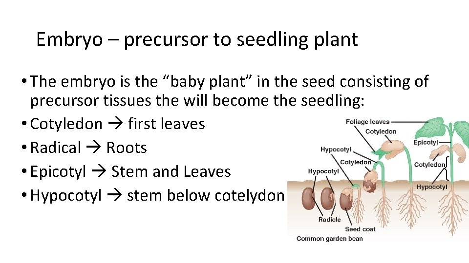 Embryo – precursor to seedling plant • The embryo is the “baby plant” in