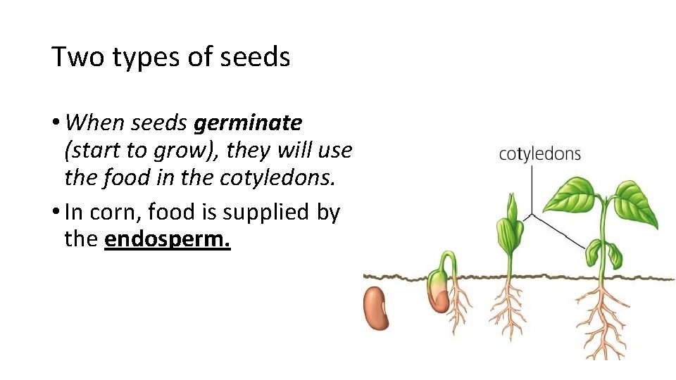 Two types of seeds • When seeds germinate (start to grow), they will use