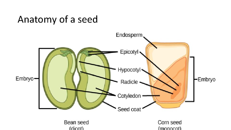 Anatomy of a seed 