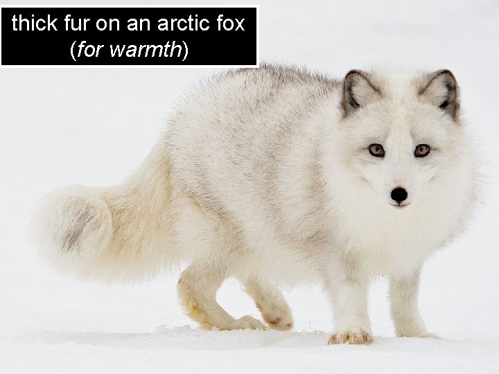 thick fur on an arctic fox (for warmth) 
