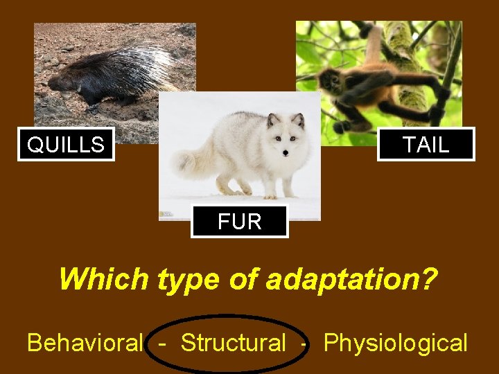 QUILLS TAIL FUR Which type of adaptation? Behavioral - Structural - Physiological 