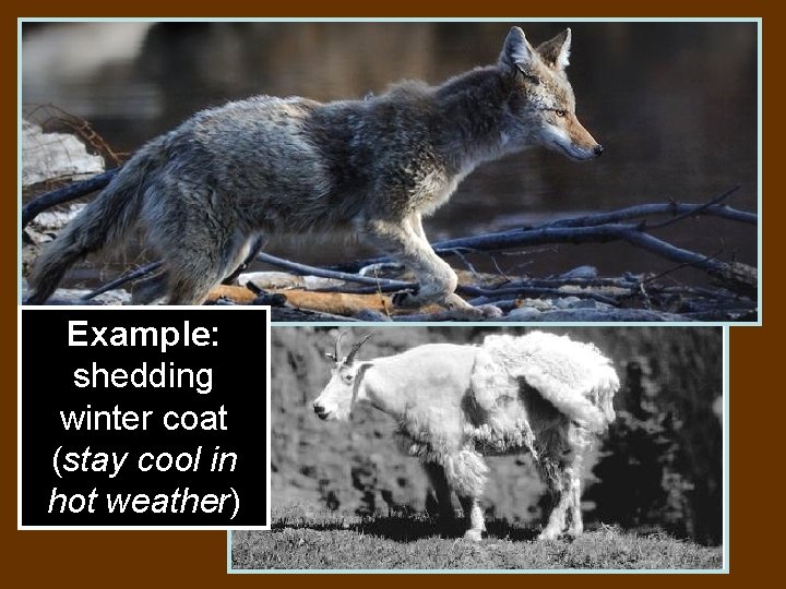 Example: shedding winter coat (stay cool in hot weather) 