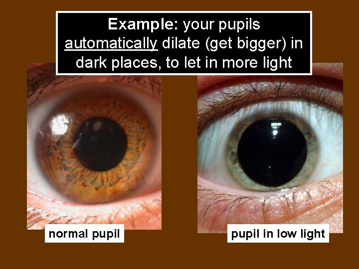Example: your pupils automatically dilate (get bigger) in dark places, to let in more