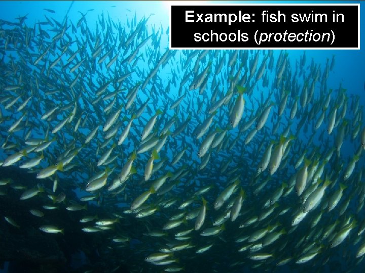 Example: fish swim in schools (protection) 