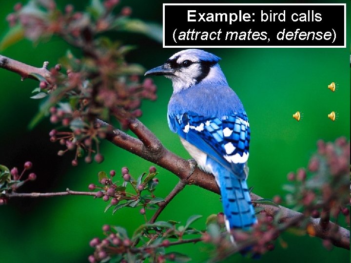 Example: bird calls (attract mates, defense) 